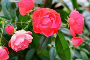 施肥简单,可你真做对了吗?学会这个方法,爆盆开花更容易