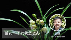 兰花叶子发黄怎么办