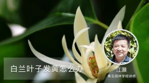 白兰叶子发黄怎么办