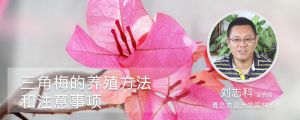 三角梅的养殖方法和注意事项