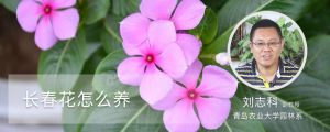 长春花怎么养