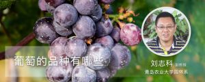 葡萄的品种有哪些