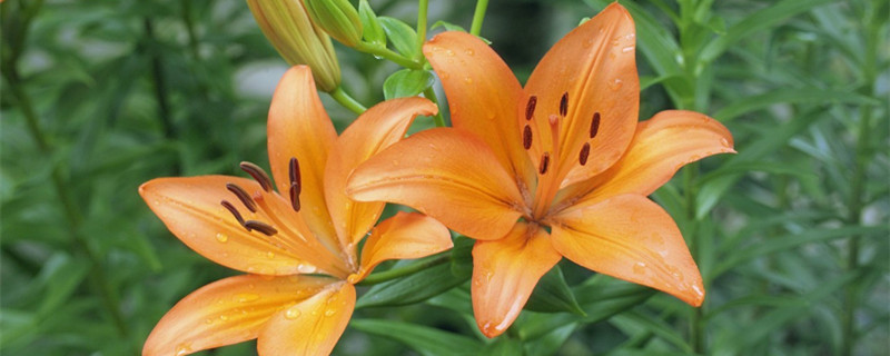 百合花用水怎么养 百合花用水怎么养