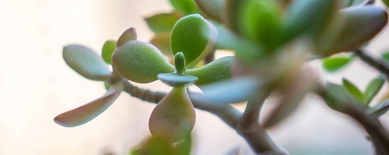 燕子掌烂根怎么办? 燕子掌烂根怎么办?
