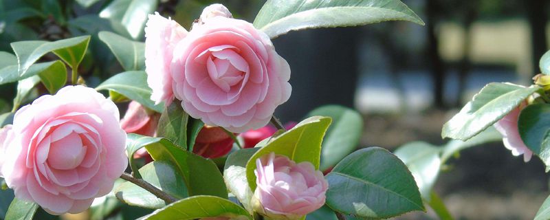 茶花冬天怎么养 茶花冬天怎么养