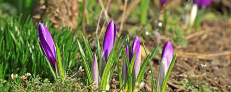 紫番红花的病虫害防治 紫番红花的病虫害防治
