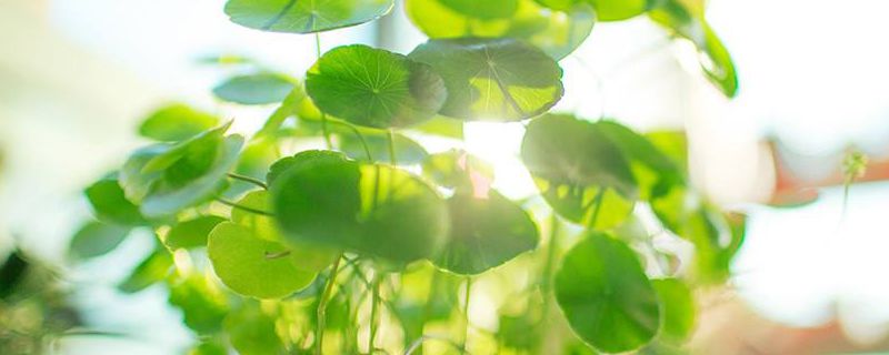 铜钱草烂根怎么办 铜钱草烂根怎么办