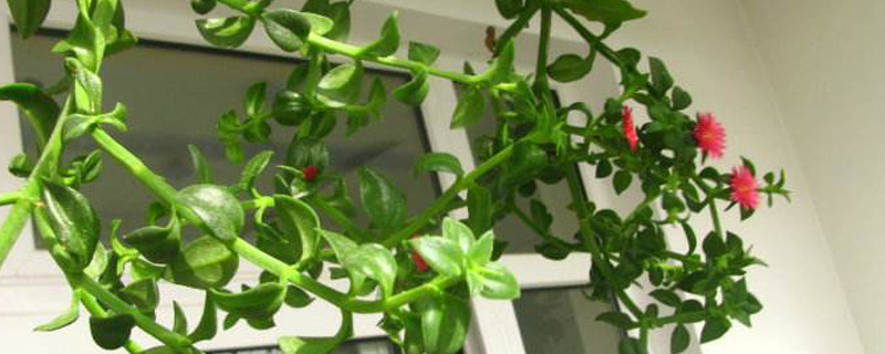 牡丹吊兰和穿心莲是一种植物吗 牡丹吊兰和穿心莲是一种植物吗