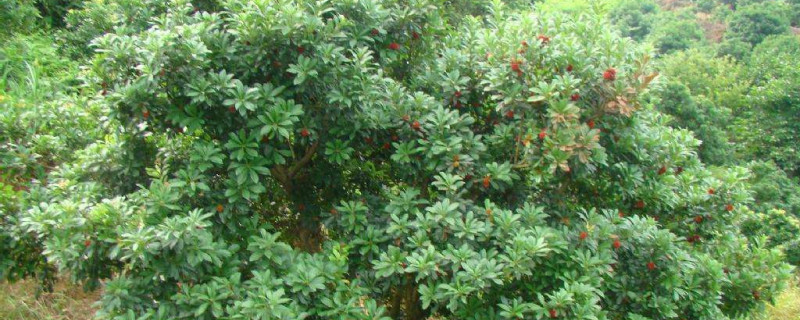 杨梅树怎么栽,需要什么土壤 杨梅树怎么栽,需要什么土壤