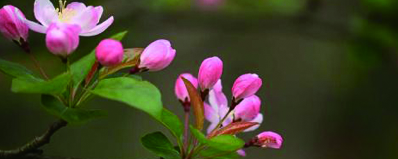 海棠花叶锈怎么办,干叶是怎么回事 海棠花叶锈怎么办,干叶是怎么回事