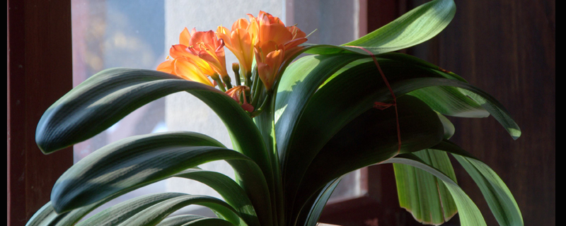 君子兰烂心后还发芽吗,要怎么处理