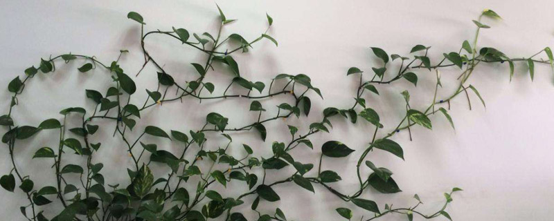绿萝烂根是什么原因,怎么补救 绿萝烂根是什么原因,怎么补救