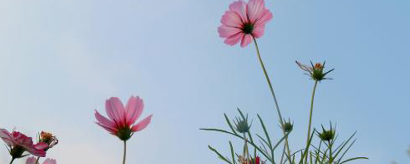格桑花到底是什么花,花语和寓意是什么