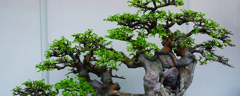 小榕树盆景放家里好吗(风水、寓意是好是坏)