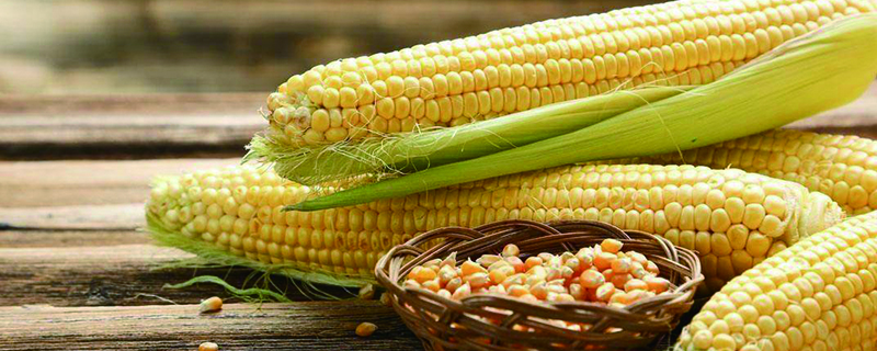 玉米是凉性还是热性,有什么功效与作用