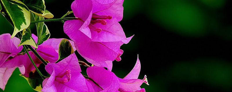 花期三角梅怎么养 花期三角梅怎么养