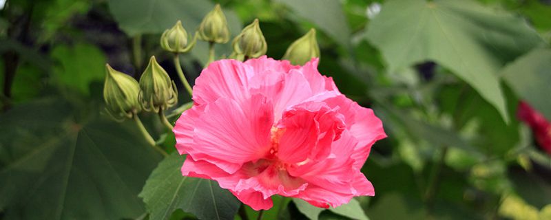 芙蓉花叶子蔫了怎么办 芙蓉花叶子蔫了怎么办