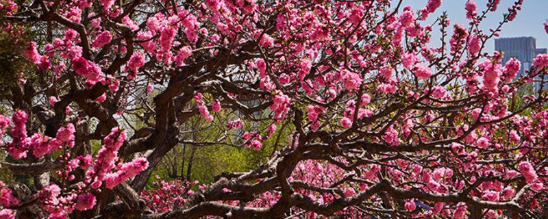 桃花怎么施肥 桃花怎么施肥
