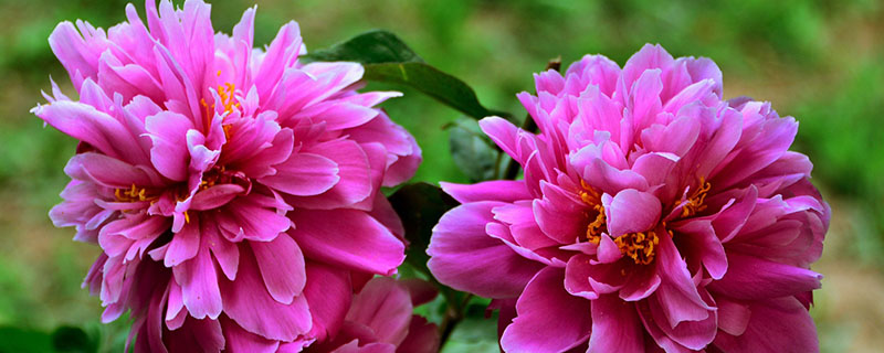芍药冬天怎么养 芍药冬天怎么养