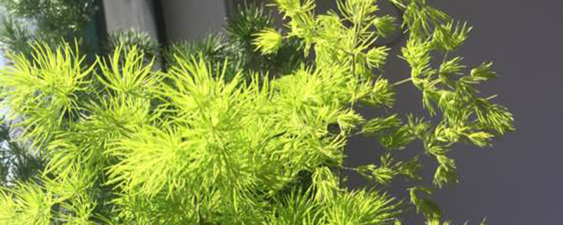 蓬莱松怎么浇水 蓬莱松怎么浇水