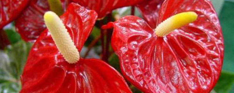 火鹤花怎么养 火鹤花怎么养