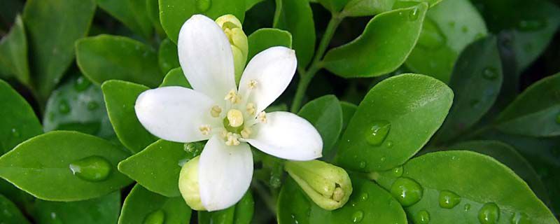 九里香的花期 九里香的花期
