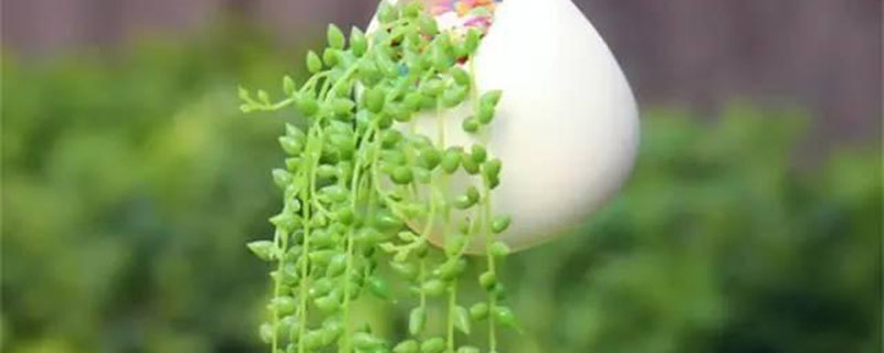 珍珠吊兰枯萎怎么处理 珍珠吊兰枯萎怎么处理