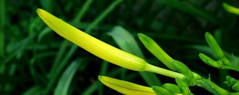 黄花菜的病虫害防治 黄花菜的病虫害防治