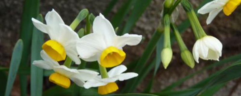 水仙花烂根怎么办 水仙花烂根怎么办