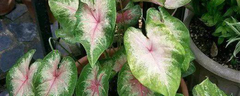 花叶芋怎么养 花叶芋怎么养