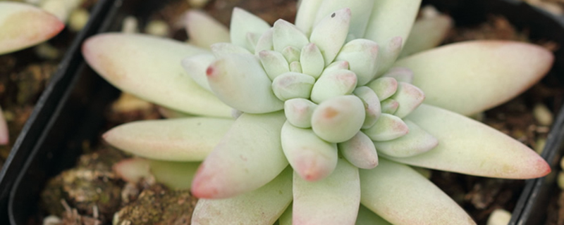 多肉植树冰怎么养 多肉植树冰怎么养