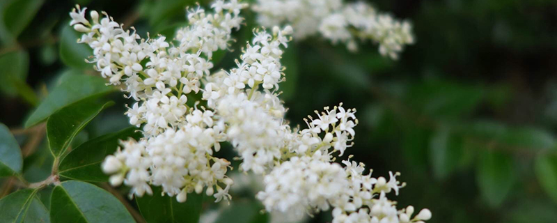 米兰花有毒吗 米兰花有毒吗