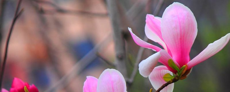 玉兰花的寓意和传说 玉兰花的寓意和传说