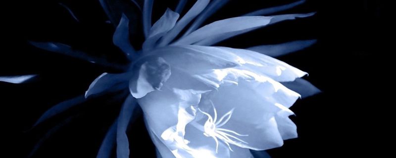 昙花花语是什么 昙花花语是什么