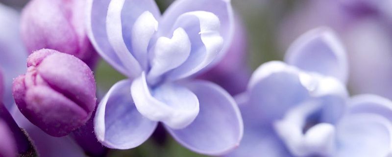 丁香的花语和传说是什么 丁香的花语和传说是什么