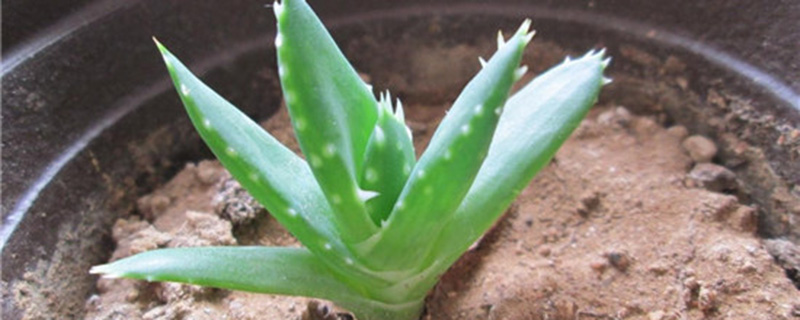 多肉植物如何授粉 多肉植物如何授粉