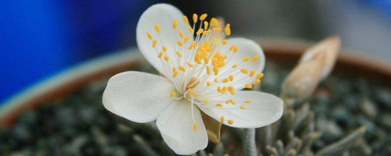 白花韧锦怎么浇水 白花韧锦怎么浇水