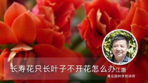 长寿花只长叶子不开花怎么办