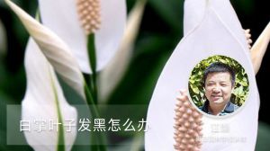 白掌叶子发黑怎么办