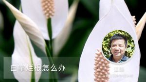 白掌烂根怎么办