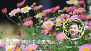 玛格丽特叶子发黄怎么办