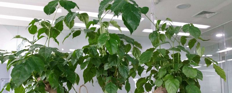 幸福树开花吗 幸福树开花吗