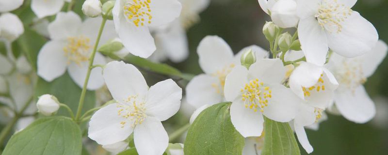 茉莉花掉叶子怎么办 茉莉花掉叶子怎么办