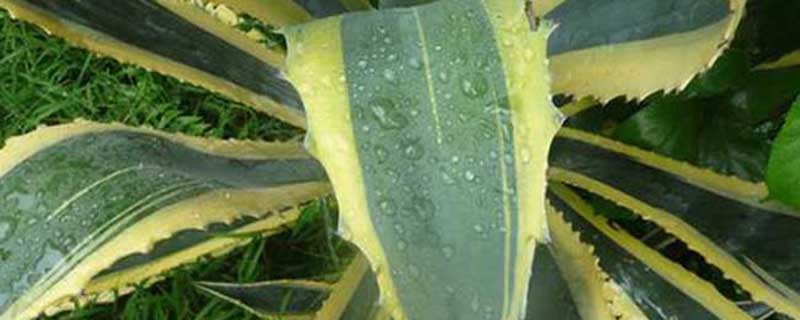 虎皮兰移植后快速长叶方法 虎皮兰移植后快速长叶方法