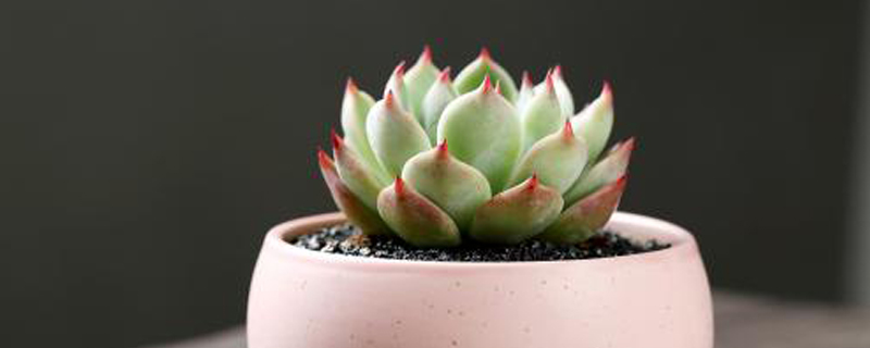 多肉植物怎么浇水 多肉植物怎么浇水