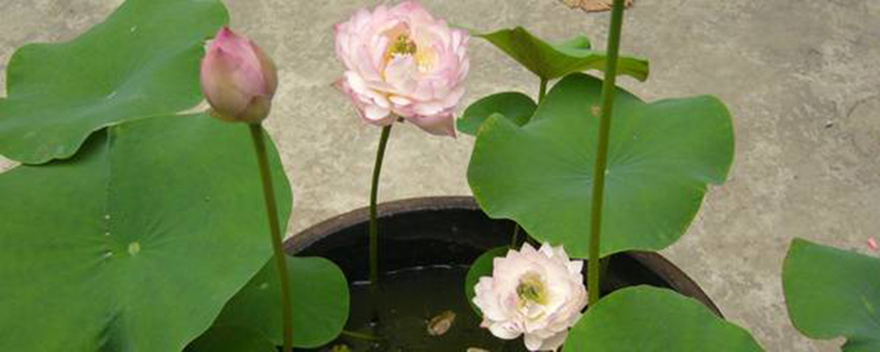 碗莲什么时候开花 碗莲什么时候开花
