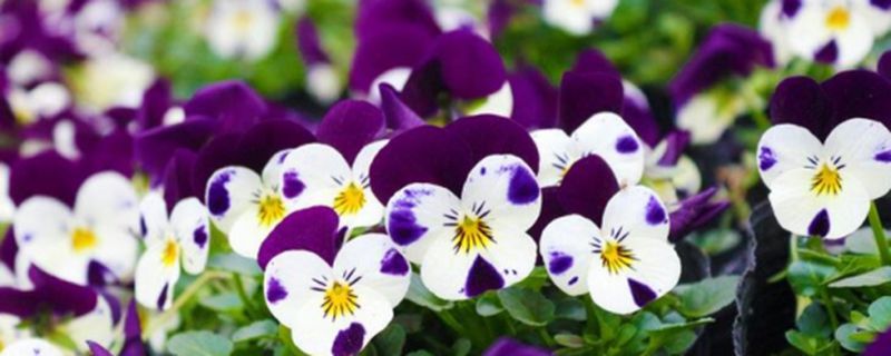 蝴蝶花的养殖方法 蝴蝶花的养殖方法