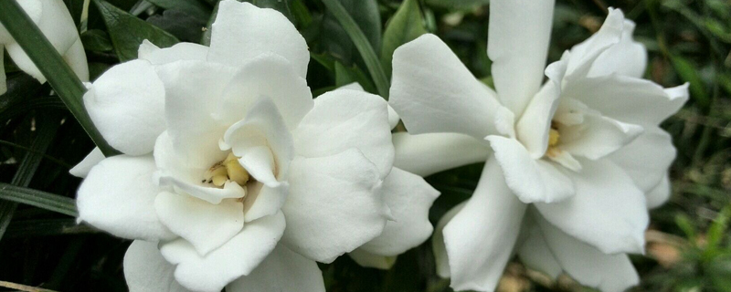 栀子花春天怎么养 栀子花春天怎么养
