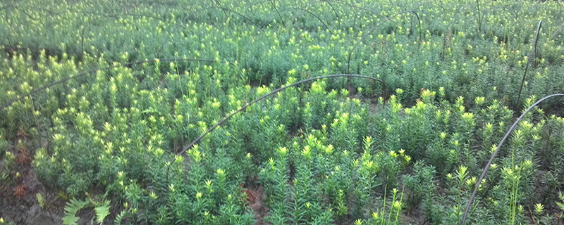 曼地亚红豆杉用什么肥料 曼地亚红豆杉用什么肥料