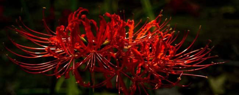 彼岸花怎么种植方法 彼岸花怎么种植方法